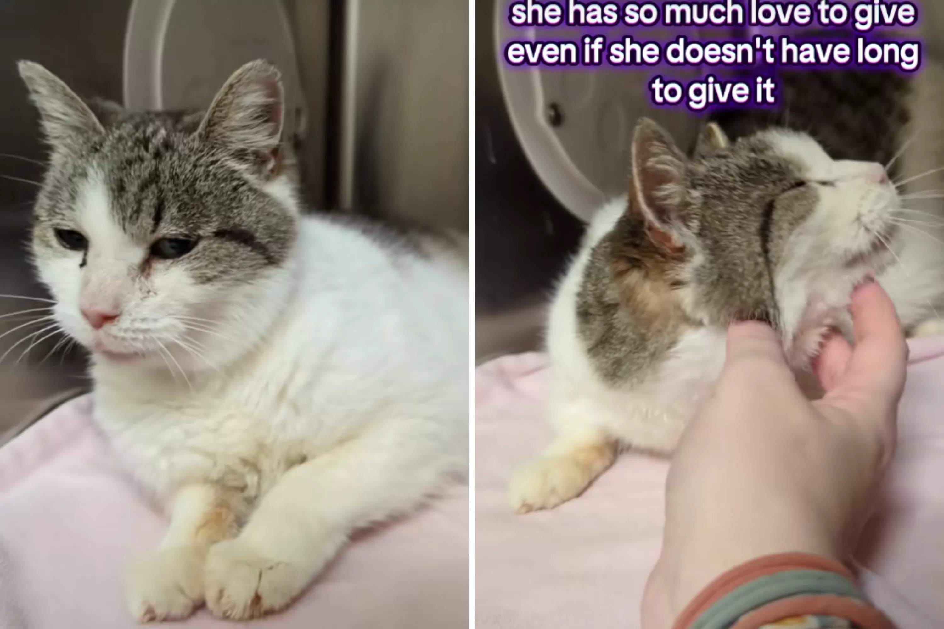 Tears As 15-Year-Old Cat in Shelter Over Thanksgiving, and Now Christmas
