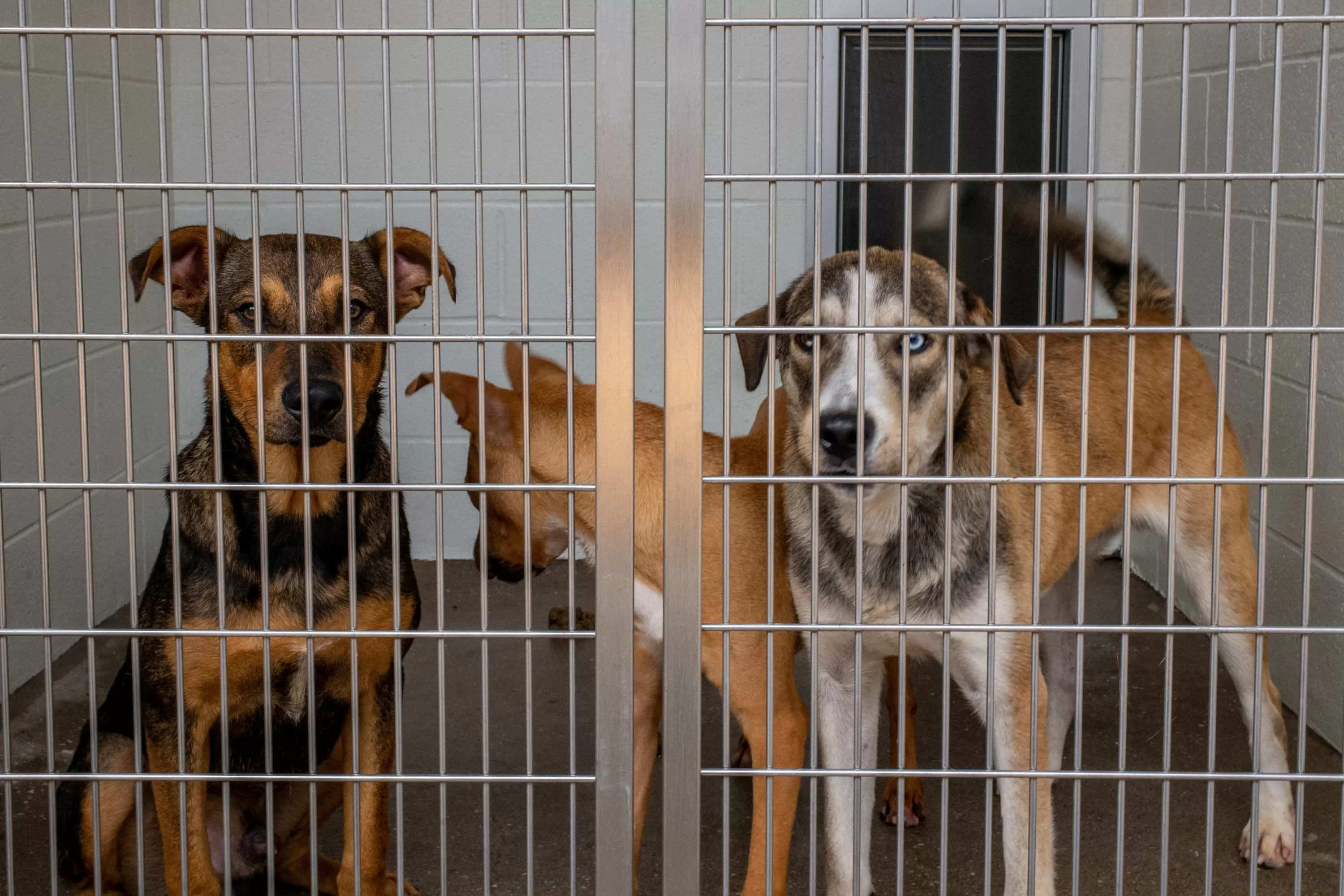 Heartbreaking Shelter Statistics Reveal More Owners Surrendering Their Pets