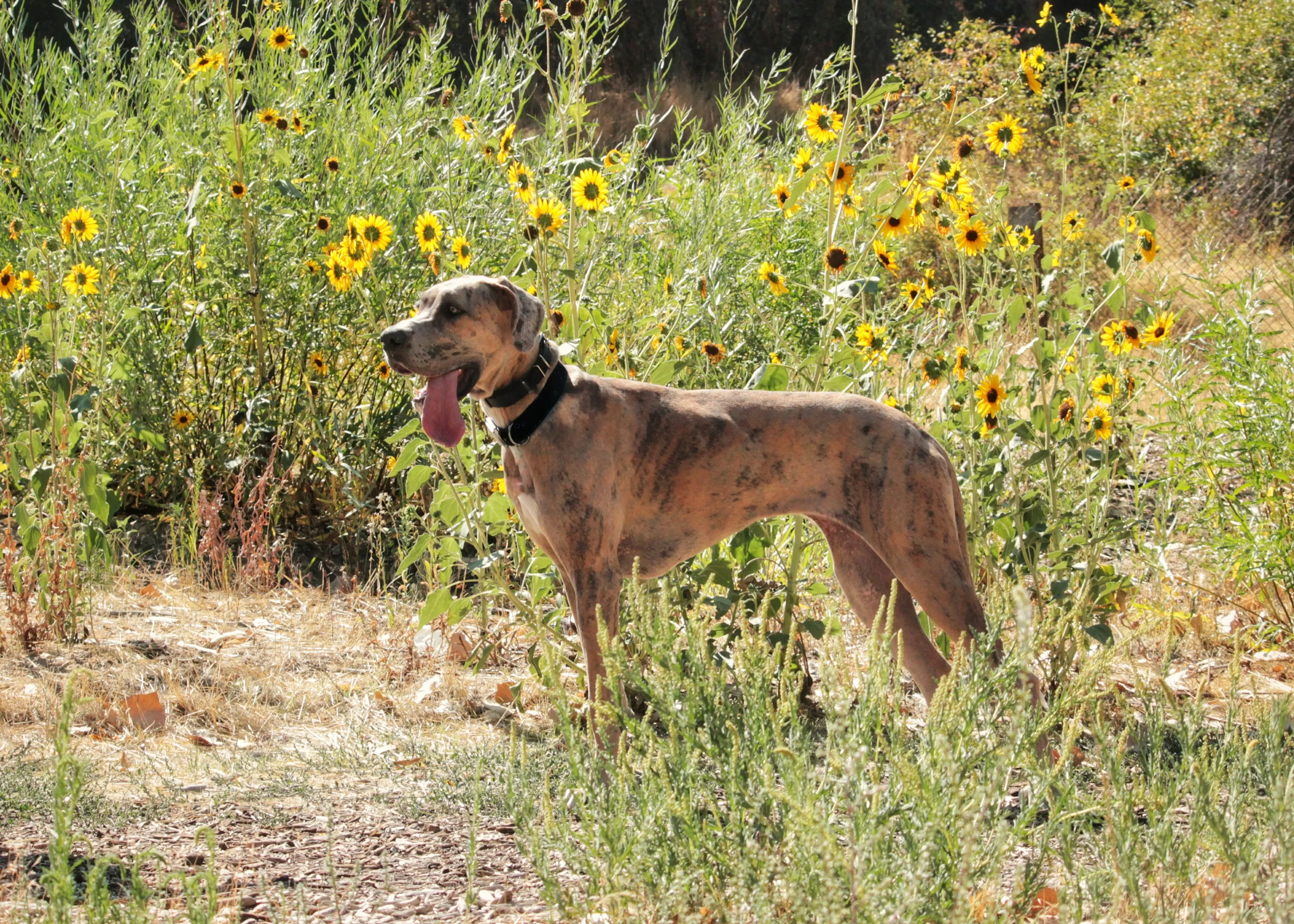 Rescue Great Dane Who 'Never Got To Be a Puppy,' Finally Learns How To Play