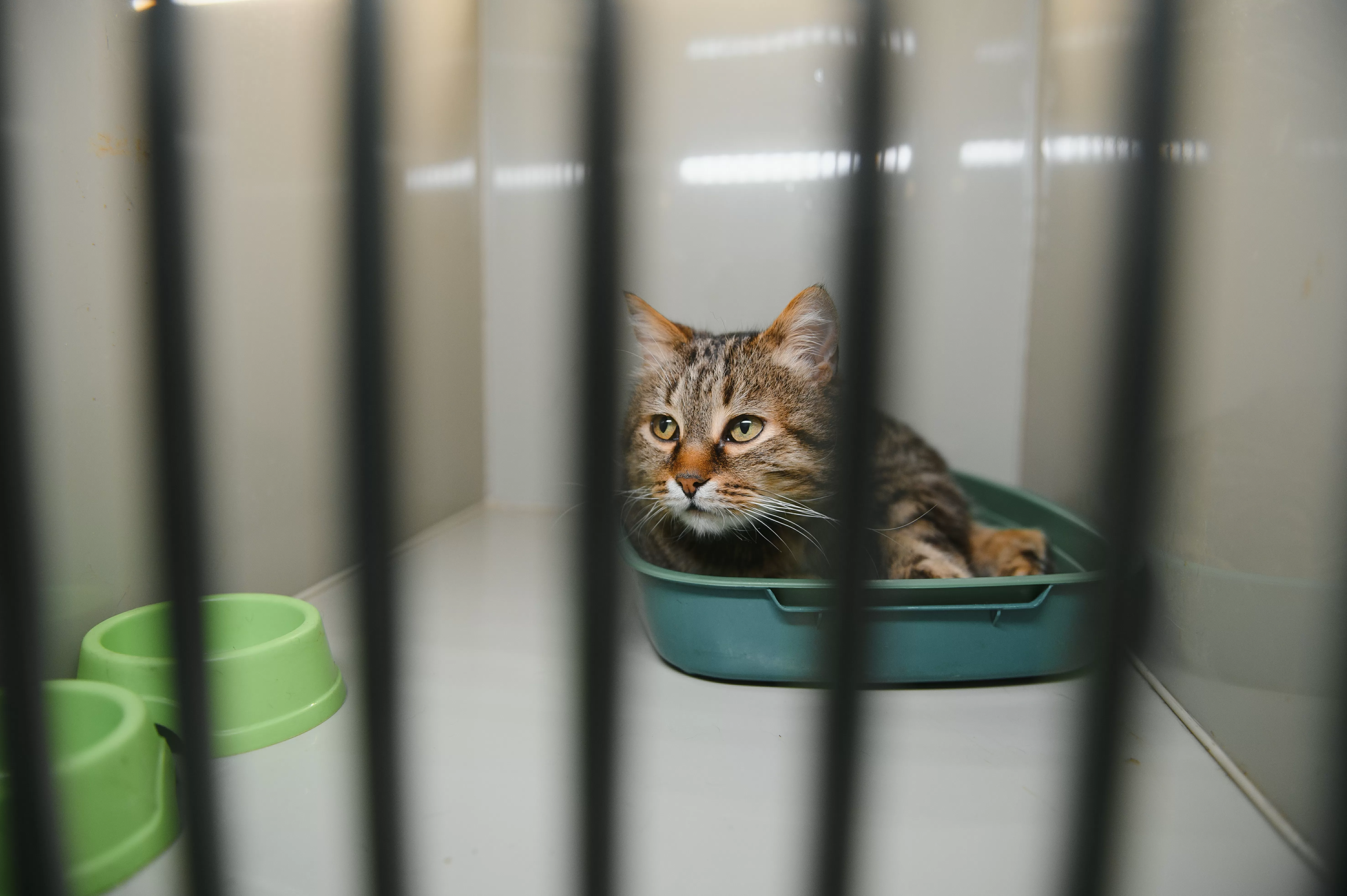 ‘Saddest’ Shelter Cat Finally Gets Adopted—Then True Personality Emerges 