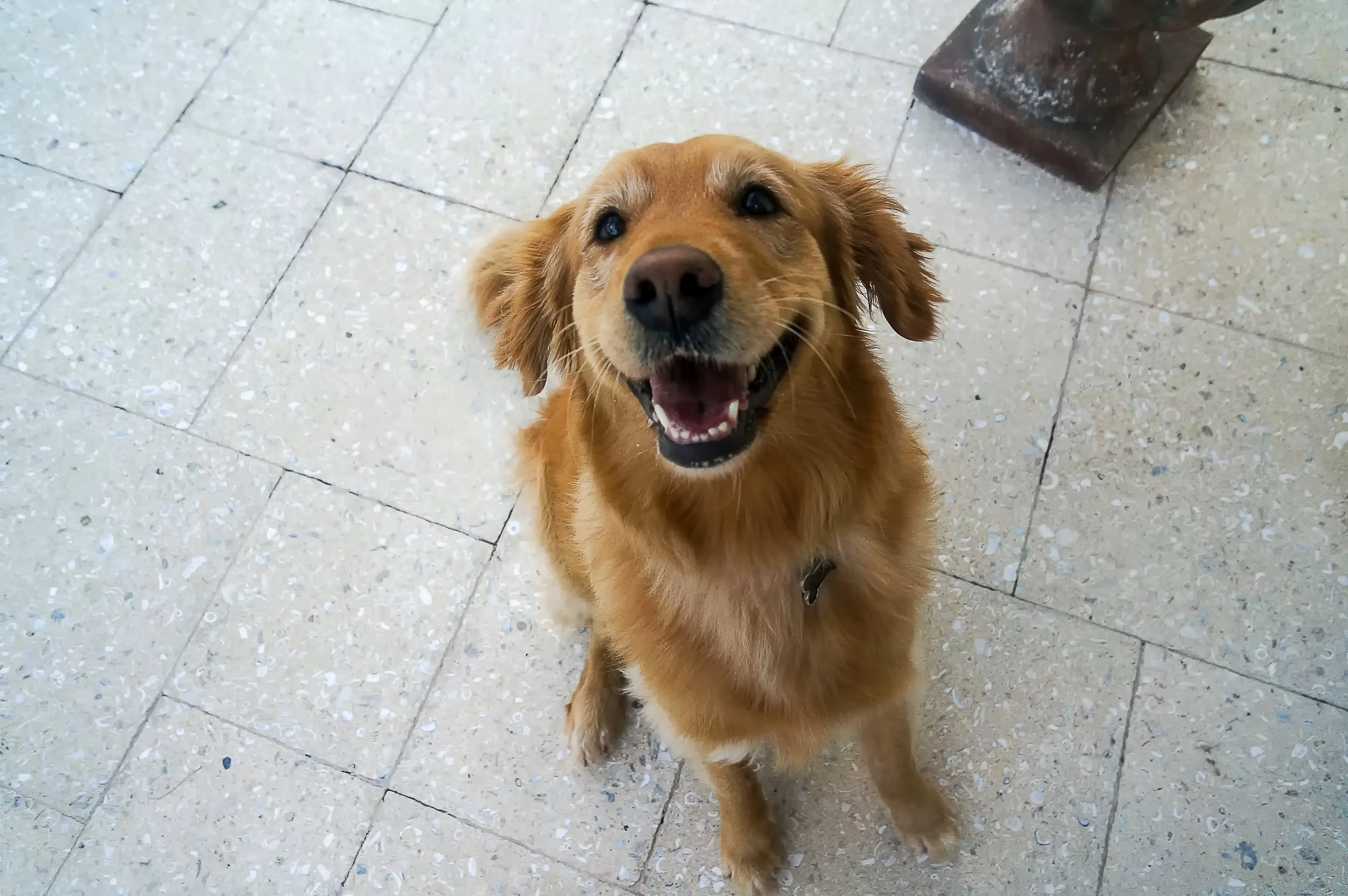 Love Golden Retrievers—but Don’t Have the Space? Try These Breeds