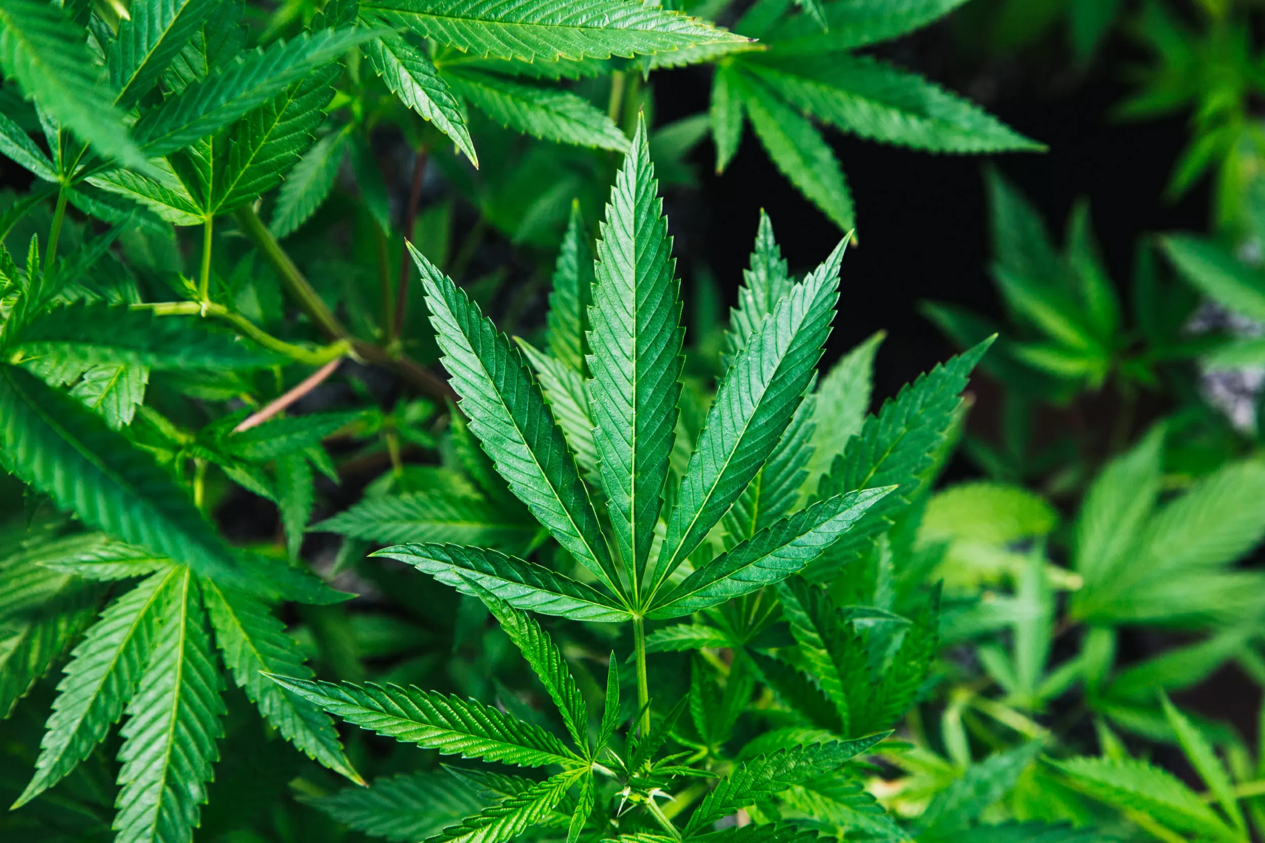 Cannabis Medical Benefits and Risks: What Research Says About Its Health Effects