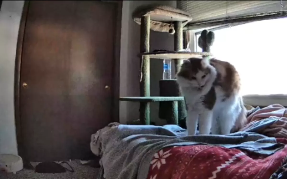 Woman Wondered If Cat Missed Her When She Was Gone—Then She Checked Petcam