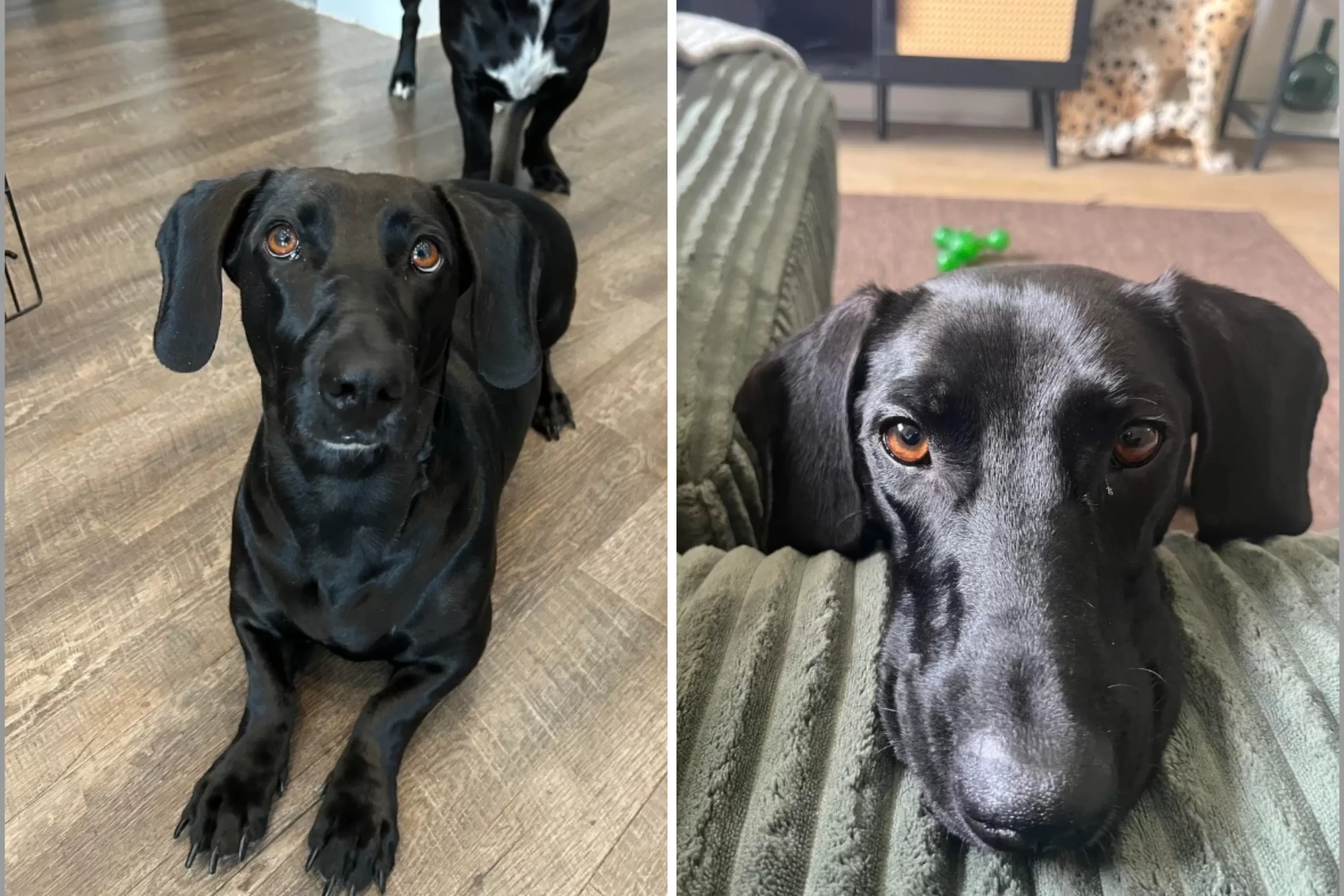 Dachshund and Great Dane Have Puppies, Owner Reveals ‘Mind-Blowing’ Result