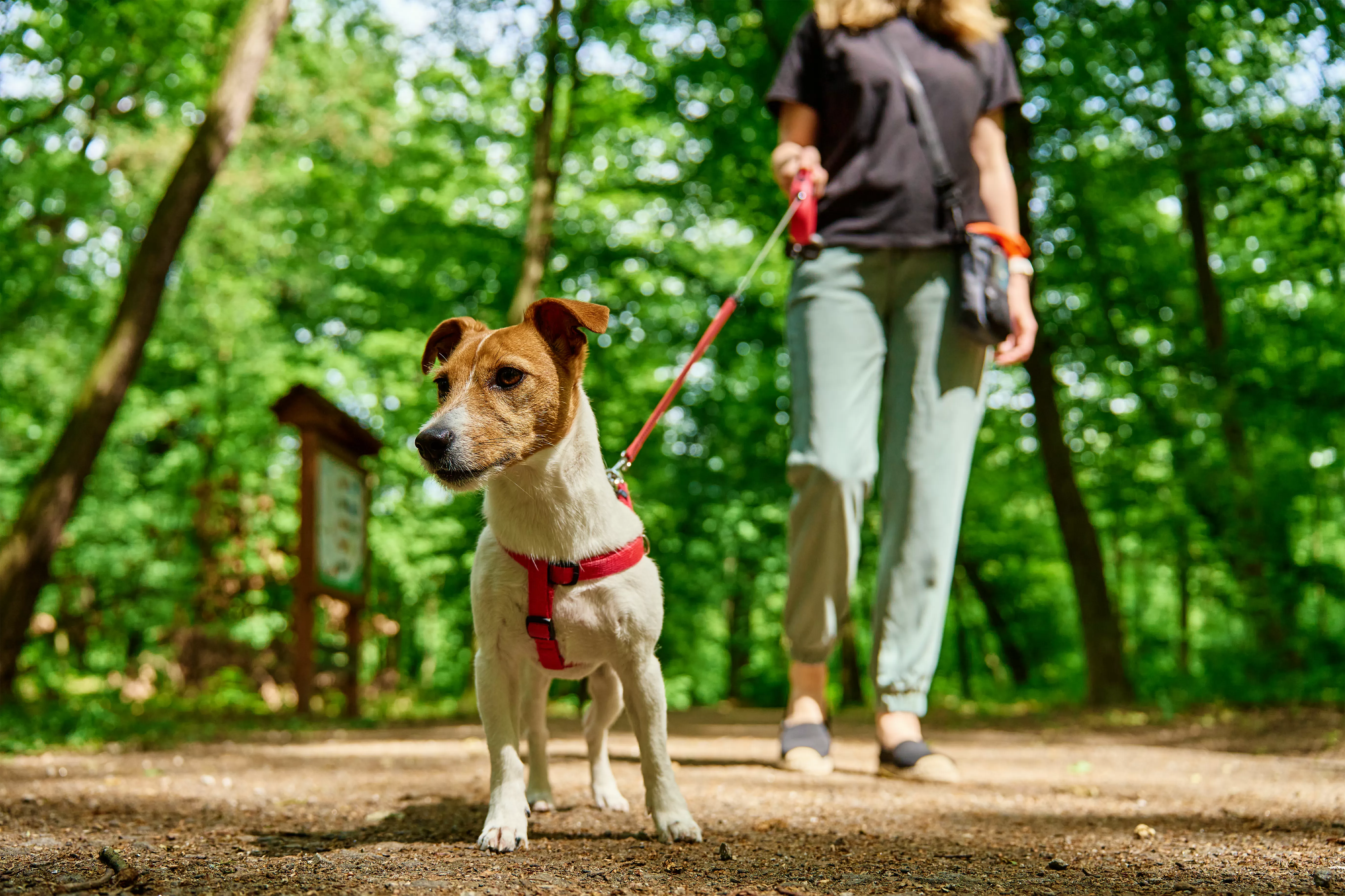 Vets Reveal How Long Your Dog’s Walk Should Be—Based on Their Age   
