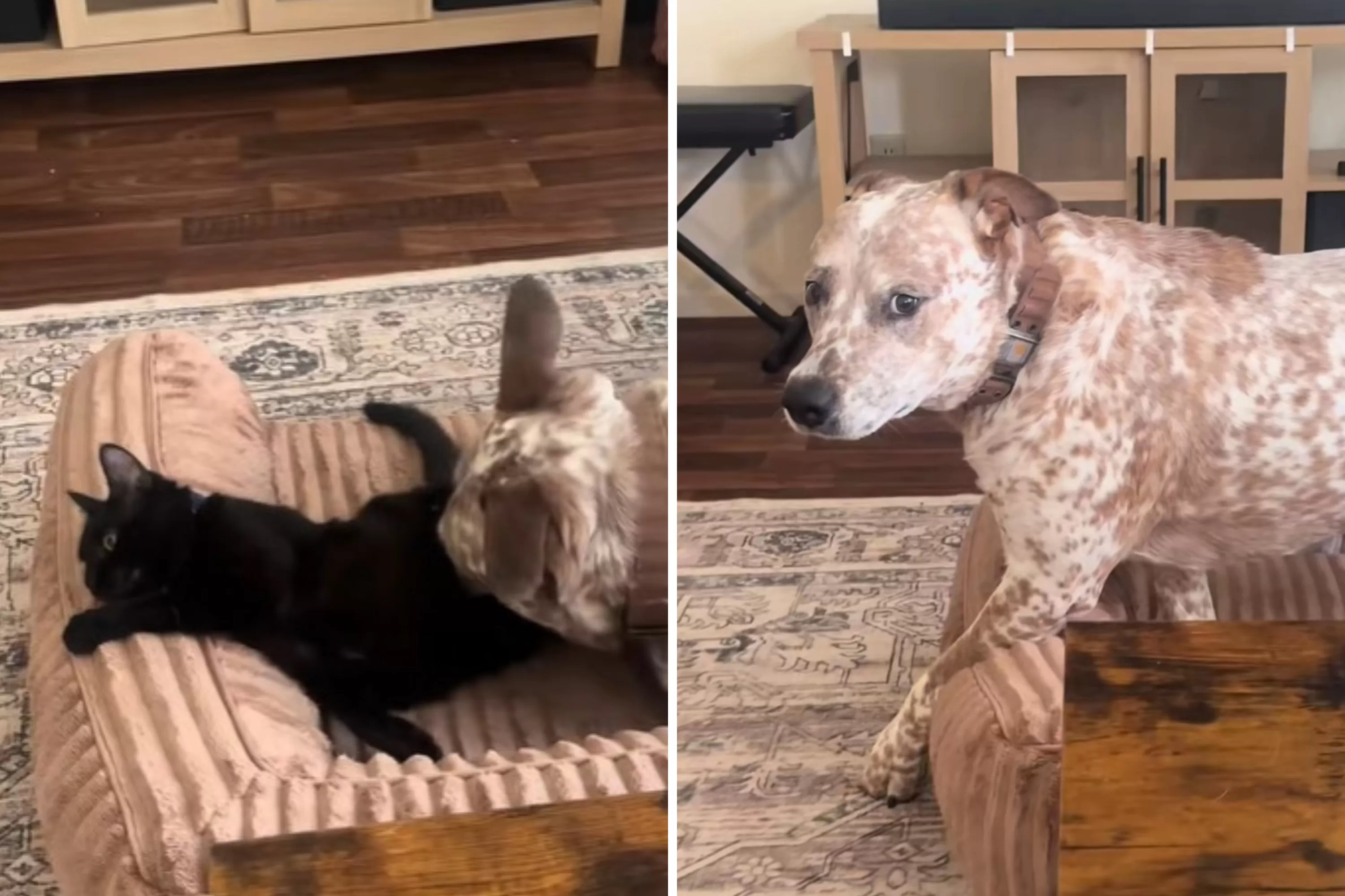 Dog Gets Too Close to Younger Cat—Older Sibling Steps In To ‘Protect’