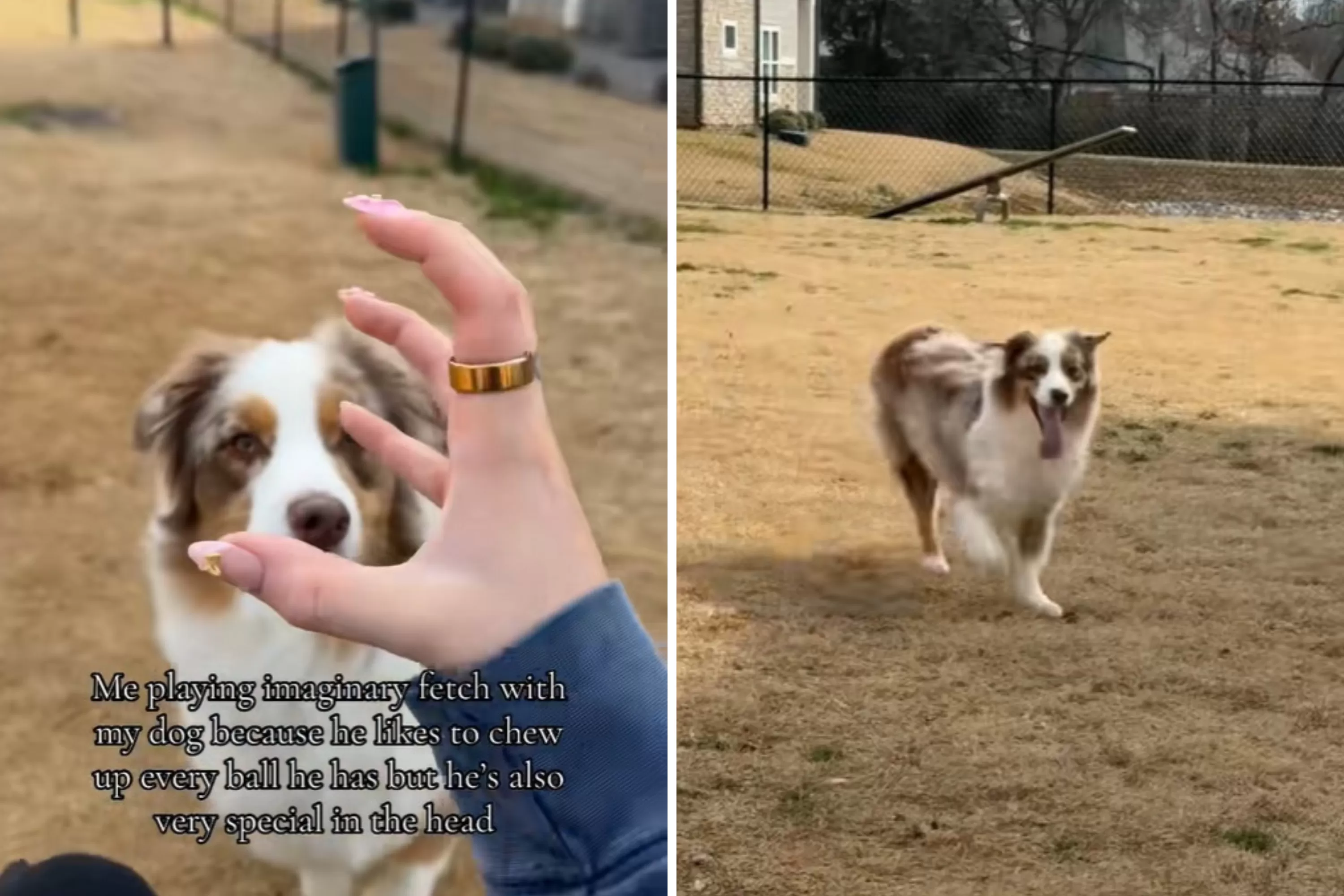 Australian Shepherd Caught Playing ‘Imaginary Fetch’—Hysterics Over Reason