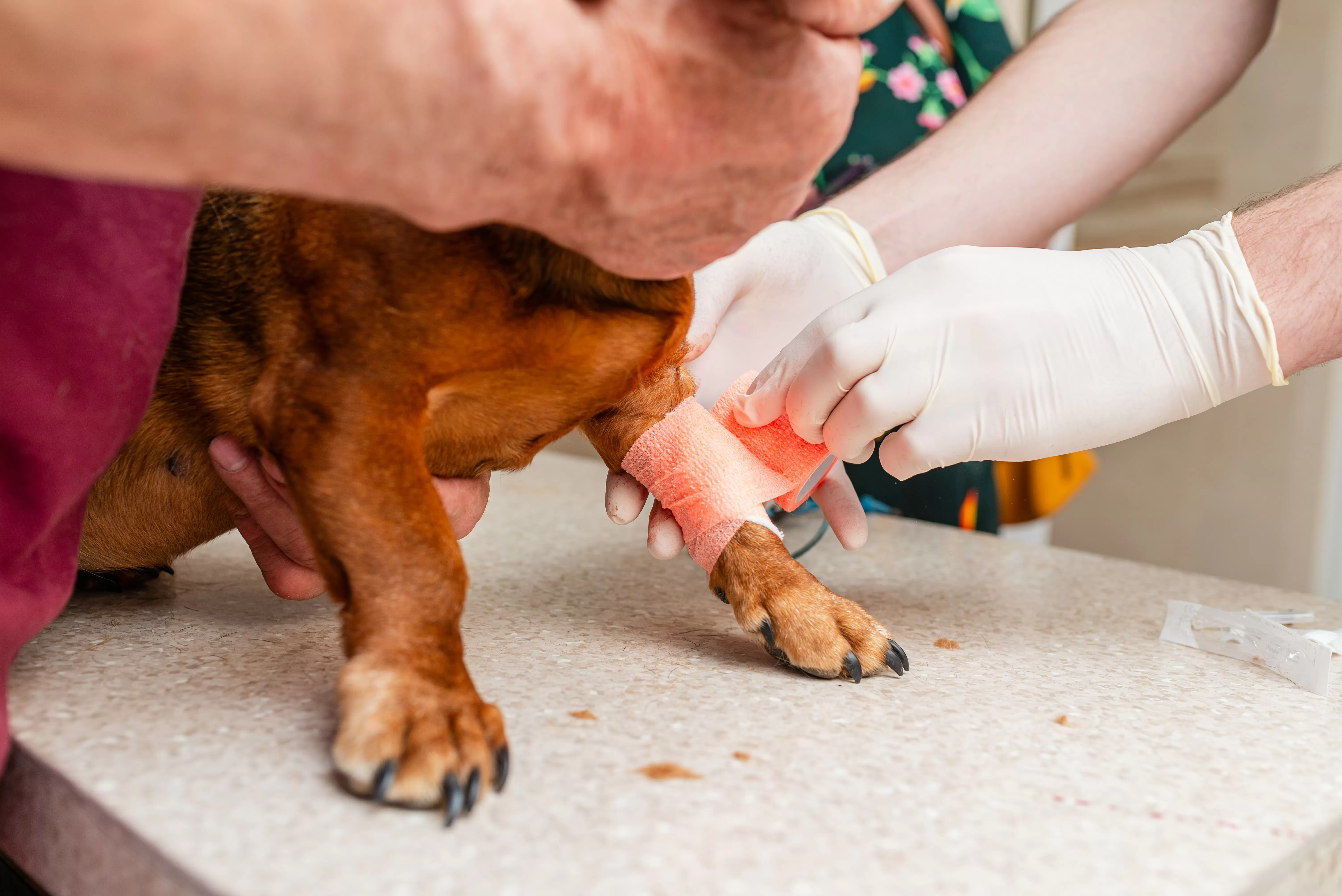 'Born To Be Dramatic' Dachshund Won't Stop Showing Off Injured Paw