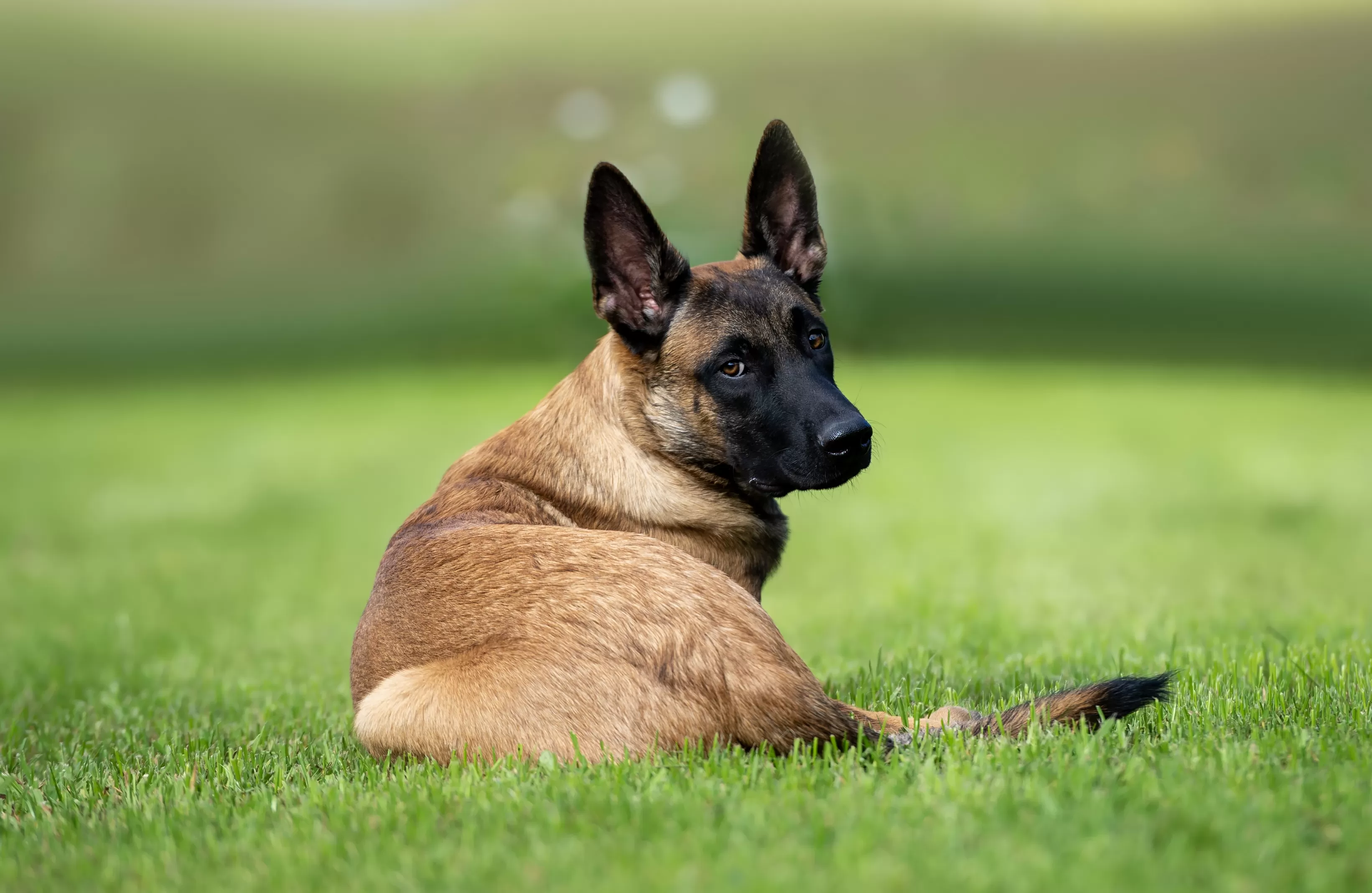 How Malinois Escapes From Home Stuns Owner—‘Acting Like Vet Bills Are Free’