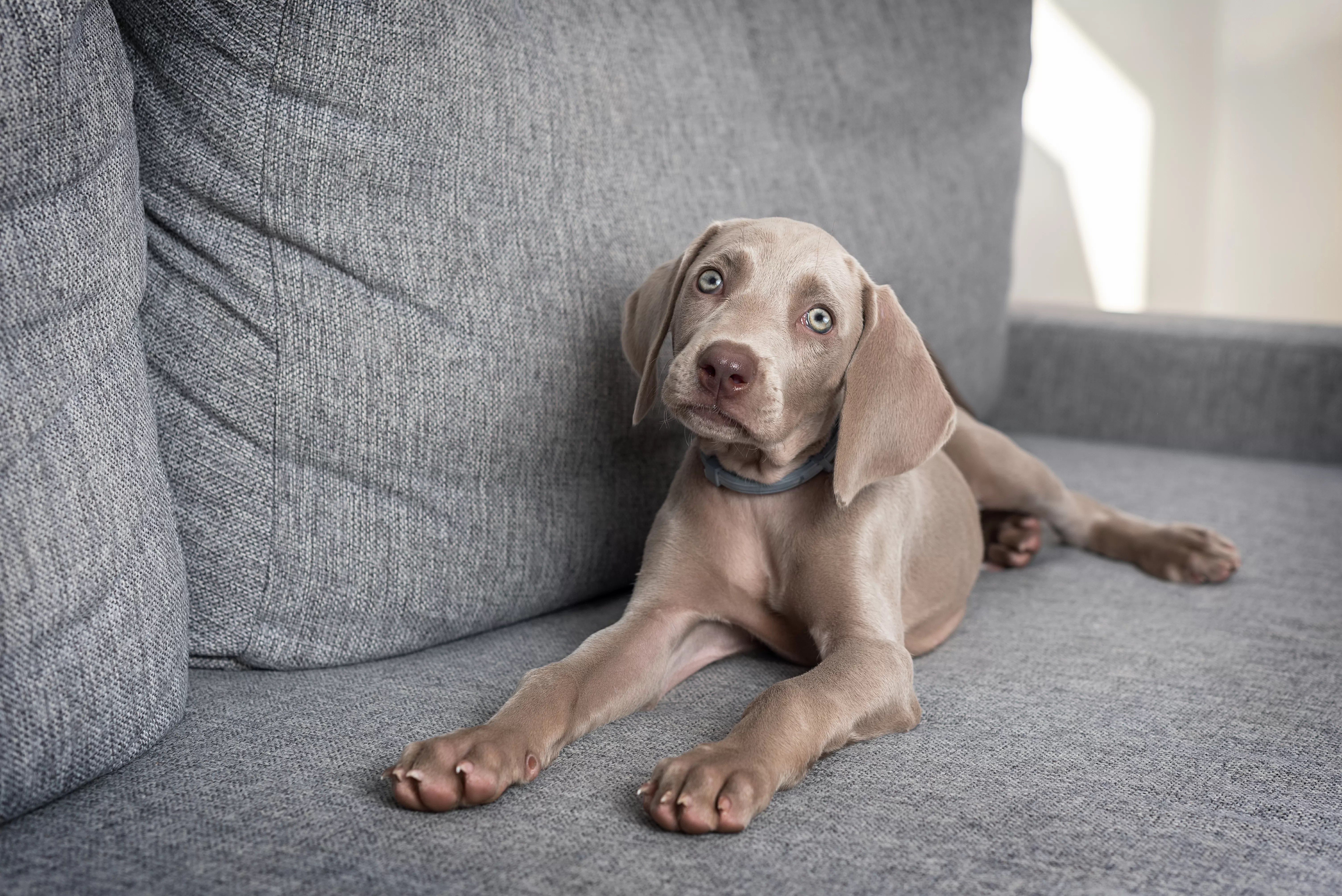 Labrador and Great Dane Have Puppies, Owner Left ‘Shocked’ by Result