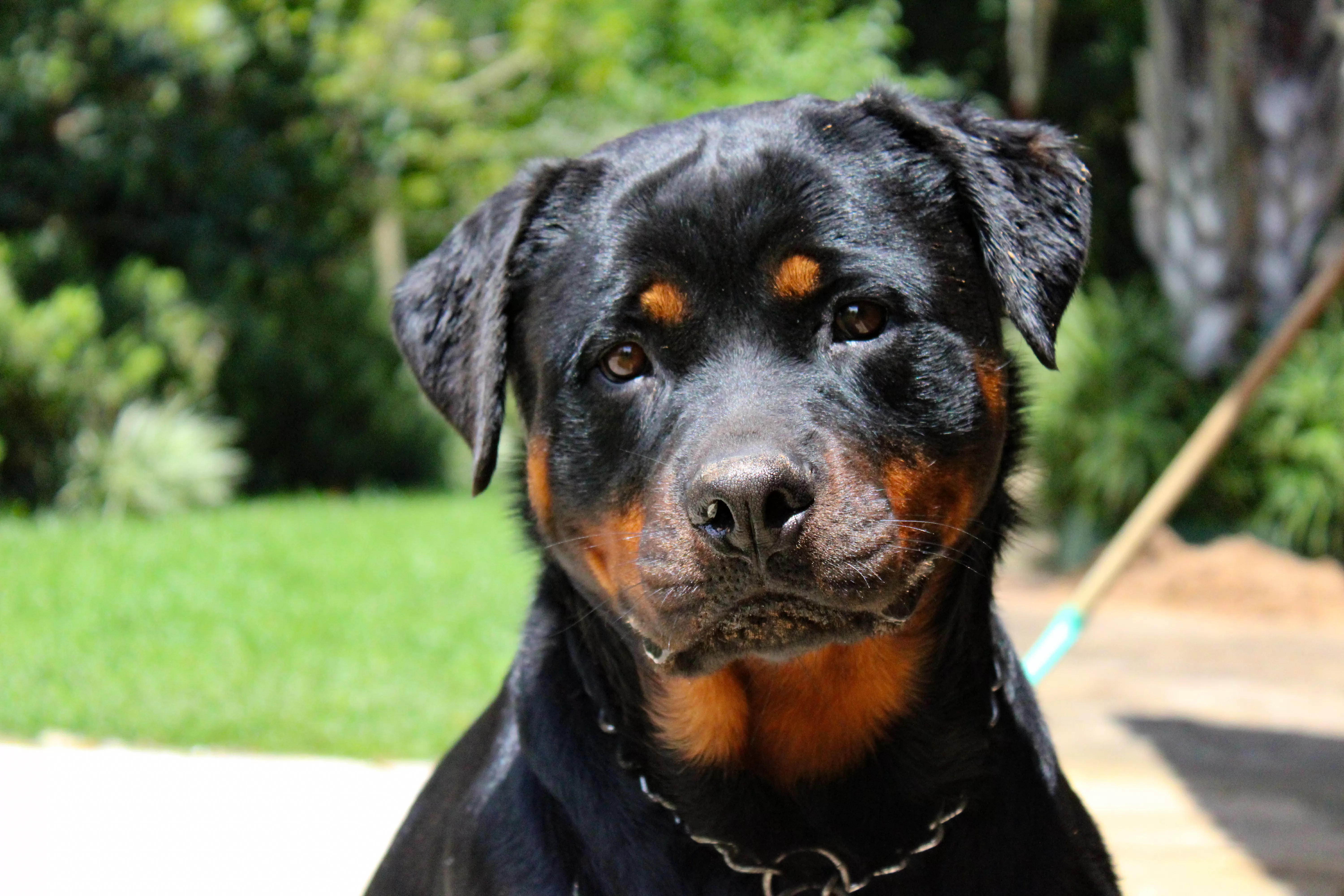 Dog Keeps Getting Left at Weekly Adoption Event—Then Everything Changes