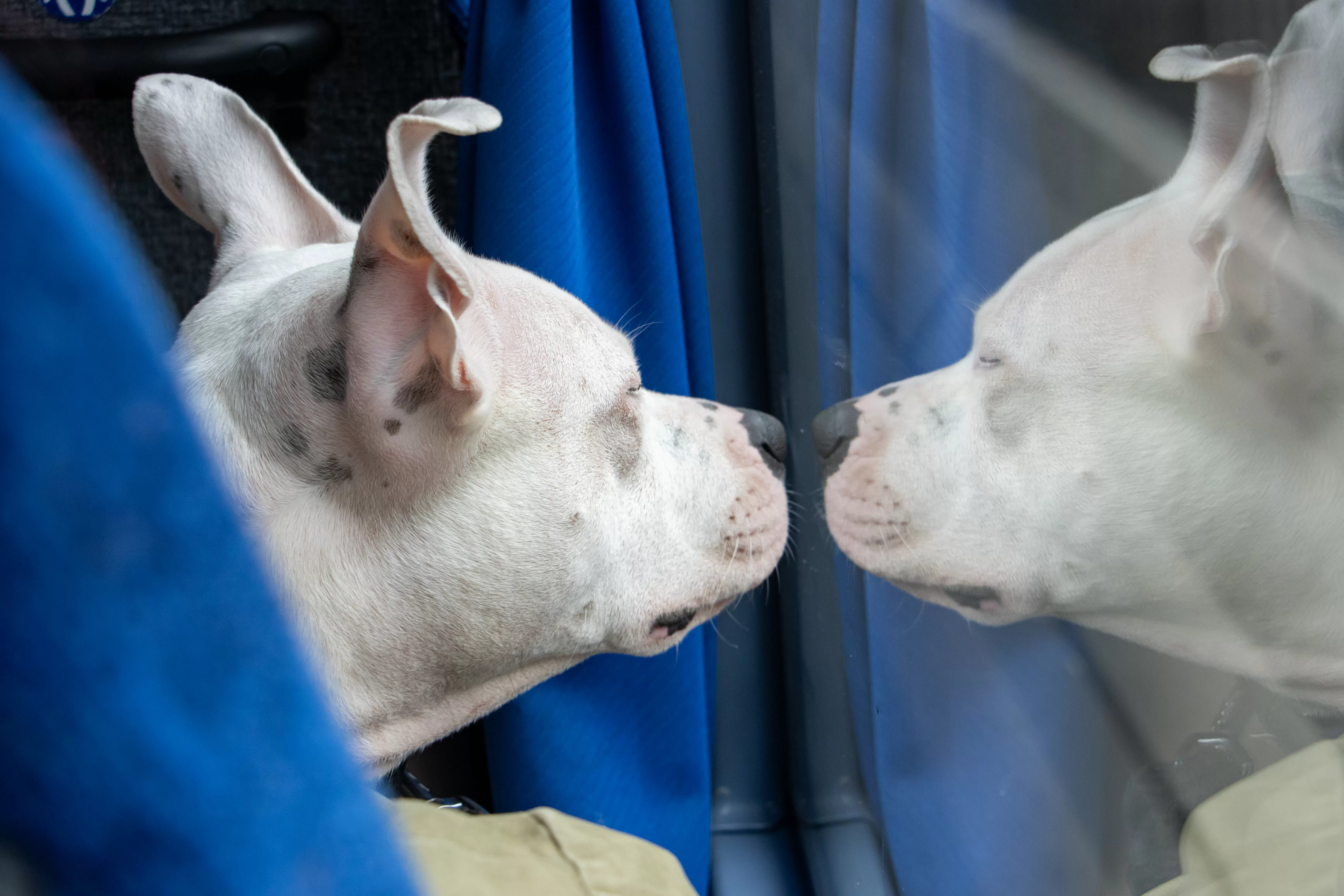 Reason Owner Has Been Up and Out Since 7AM With Dog Delights Internet