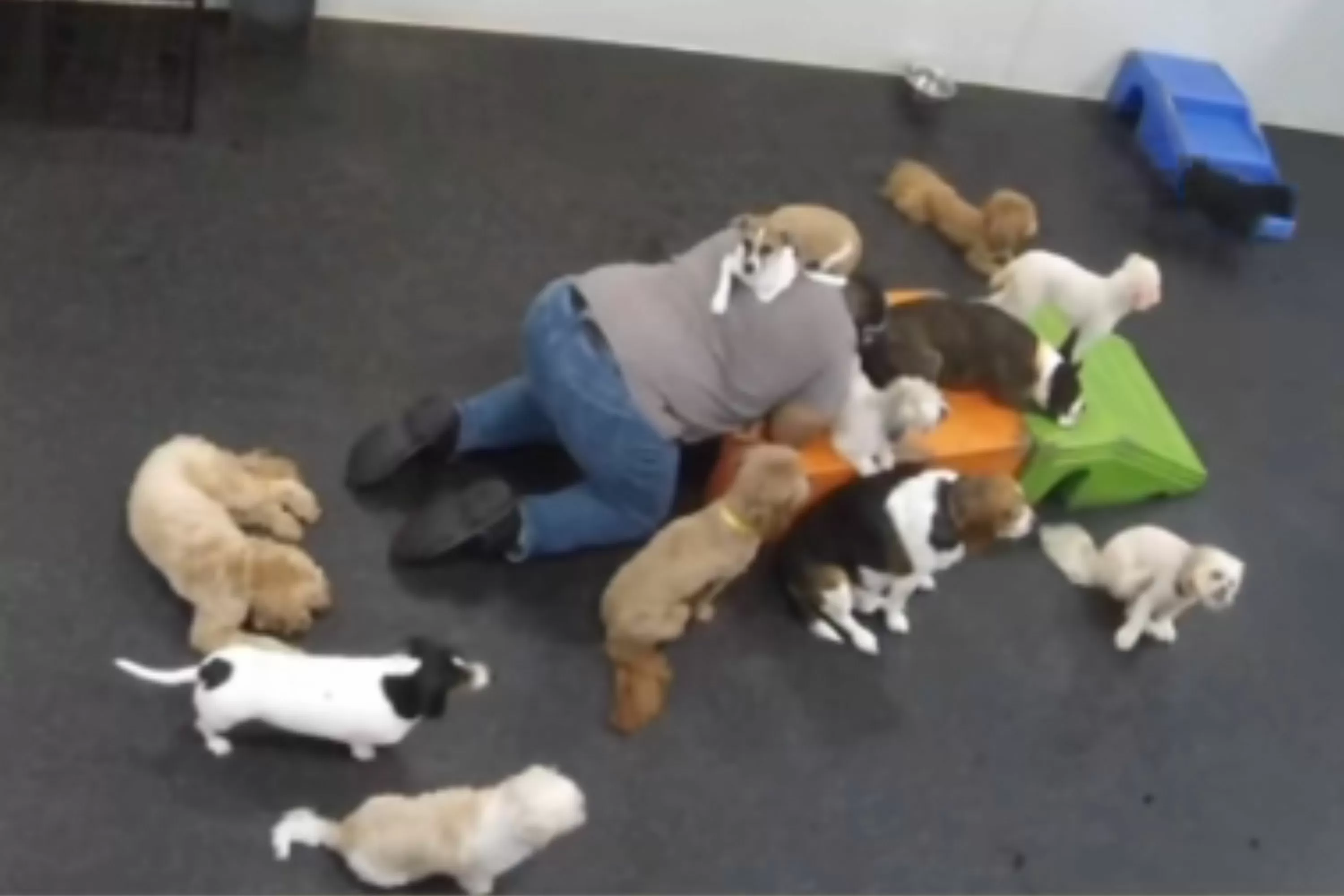 Dog Owner Checks Daycare Camera—Not Prepared for What She Sees Worker Doing